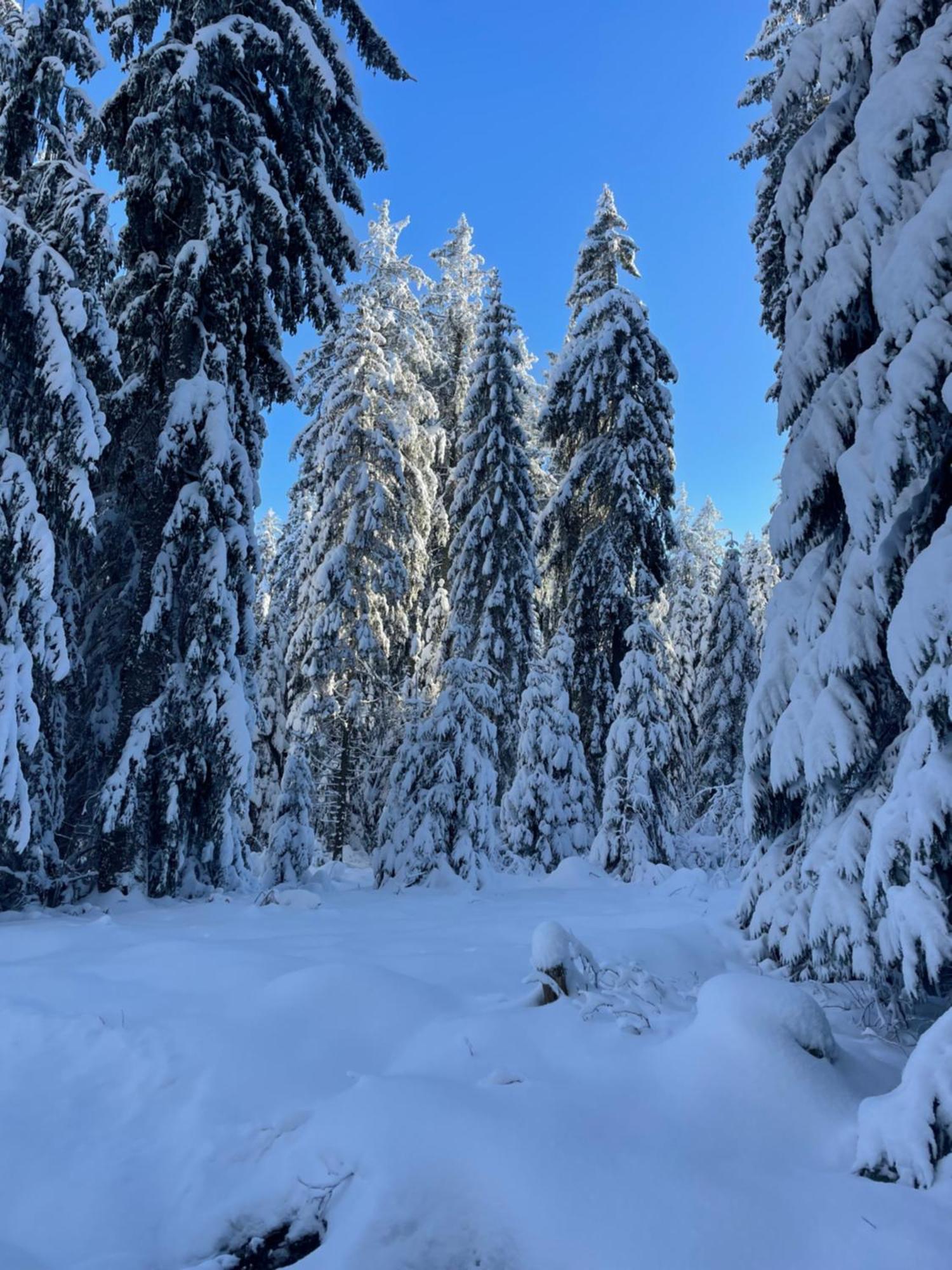 Ferienhaus Laura Renchen Dış mekan fotoğraf